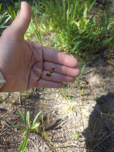 iNaturalist observation photo of Rushes