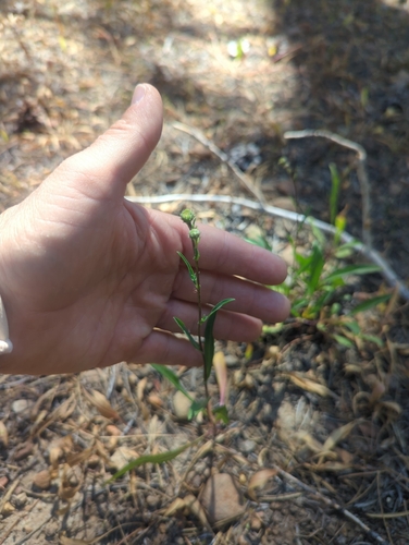 iNaturalist observation photo of western mountain aster