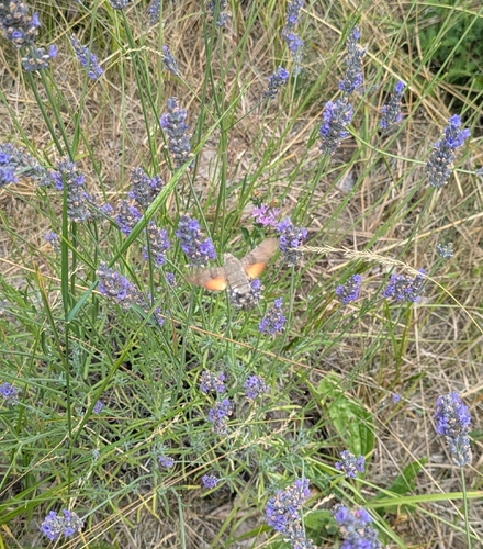 Eurasian Hummingbird Hawkmoth