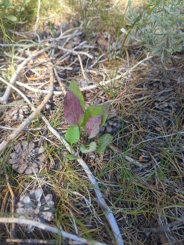 iNaturalist observation photo of Canary Violet