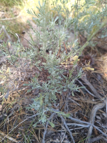 iNaturalist observation photo of wormwoods and sagebrushes
