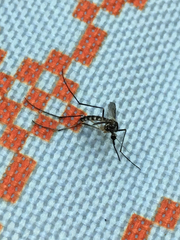 Aedes triseriatus