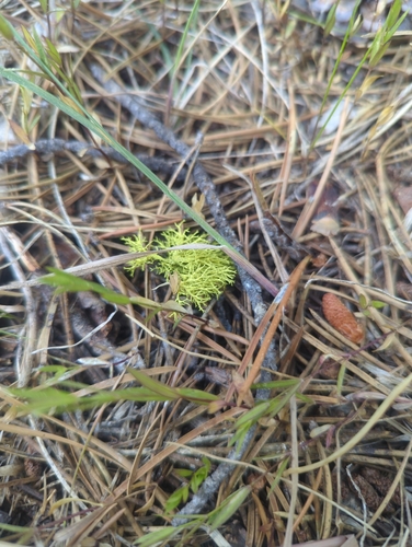 iNaturalist observation photo of wolf lichen