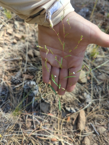 iNaturalist observation photo of Diffuse Groundsmoke