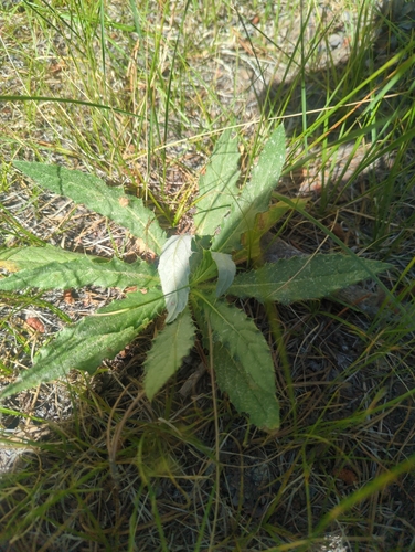 iNaturalist observation photo of Elk Thistle