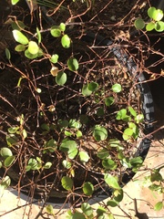 Muehlenbeckia axillaris × complexa