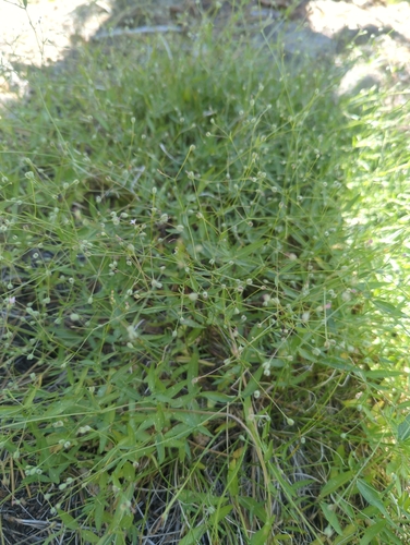 iNaturalist observation photo of milk kelloggia