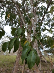 Myroxylon balsamum
