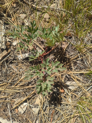 iNaturalist observation photo of Brown's Peony