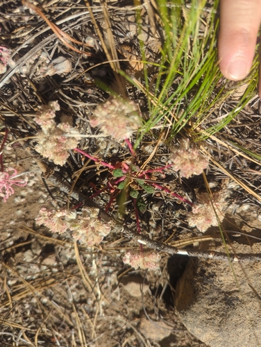 iNaturalist observation photo of One-seeded Pussypaws