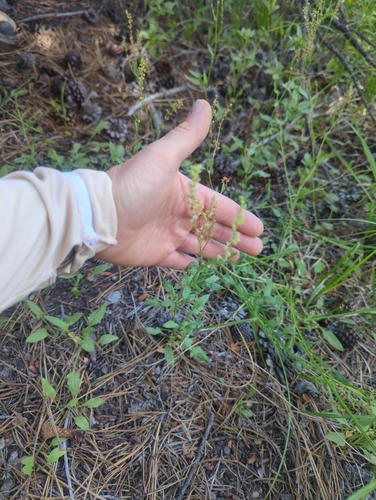 iNaturalist observation photo of alpine sheep sorrel