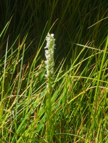 iNaturalist observation photo of Sierra Bog Orchid