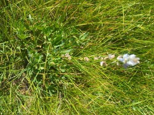iNaturalist observation photo of Burke's Lupine