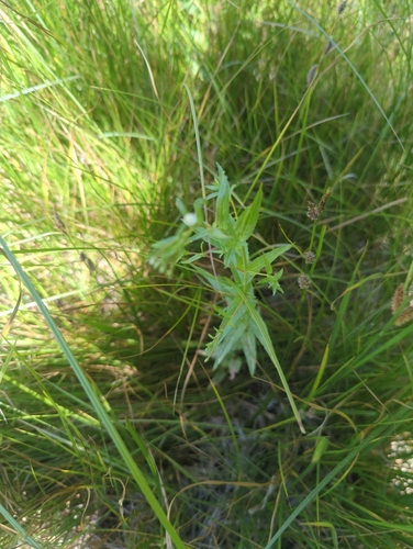 iNaturalist observation photo of fringed willowherb