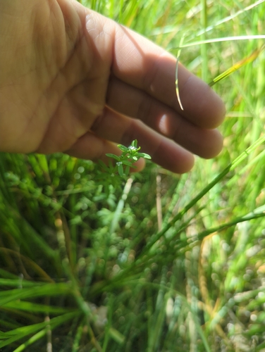iNaturalist observation photo of three-petal bedstraw