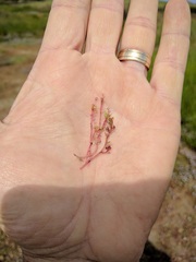 Crassula aquatica