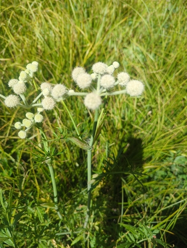 iNaturalist observation photo of ranger buttons