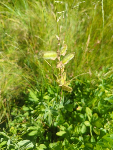 iNaturalist observation photo of Burke's Lupine