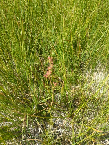 iNaturalist observation photo of Oregon Saxifrage