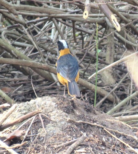 iNaturalist image
