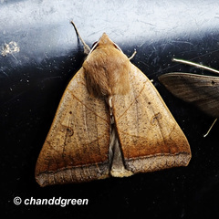Ophiusa trapezium
