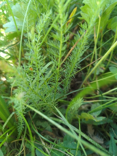iNaturalist observation photo of common yarrow