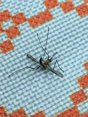 Aedes triseriatus