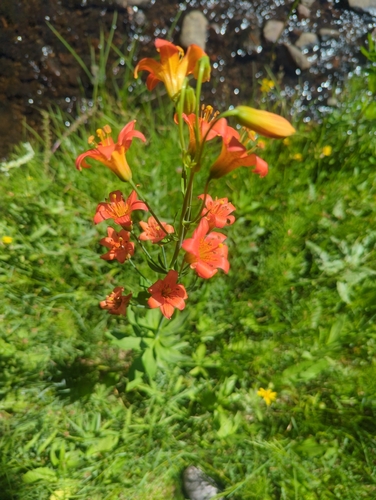 iNaturalist observation photo of Sierra Tiger Lily