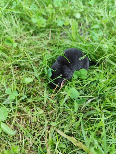 European Mole