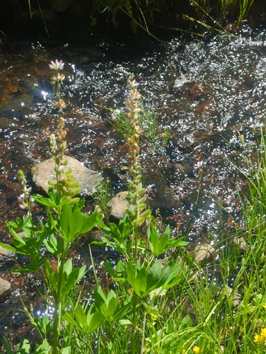iNaturalist observation photo of Burke's Lupine