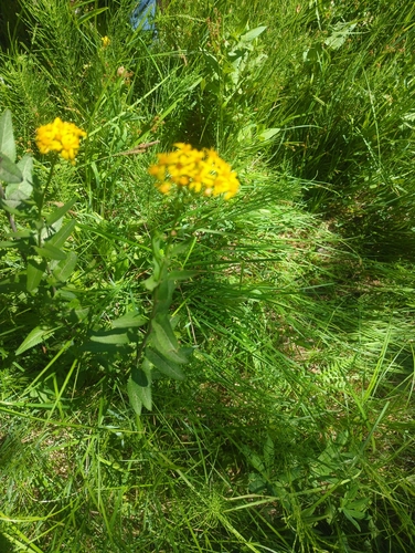 iNaturalist observation photo of Arrowleaf Senecio