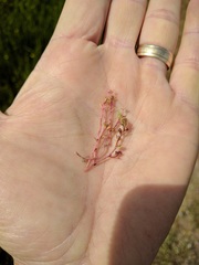 Crassula aquatica
