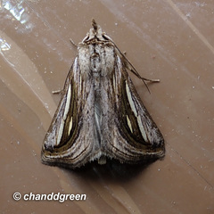 Schistorhynx argentistriga