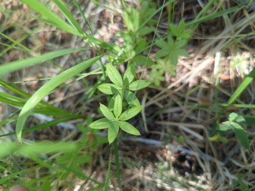 iNaturalist observation photo of fragrant bedstraw