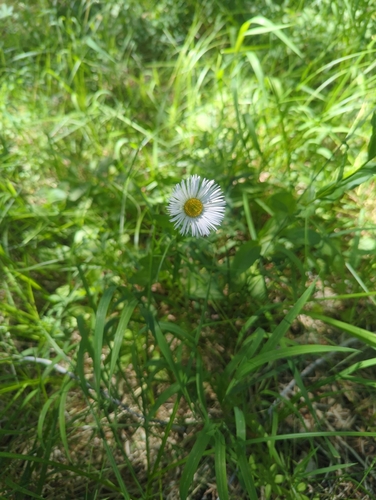 iNaturalist observation photo of Coulter's fleabane