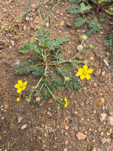 Fork-leaved Cinquefoil
