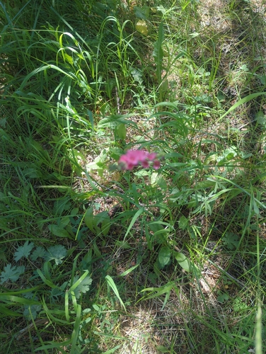 iNaturalist observation photo of Oregon Checker-mallow
