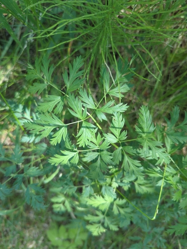 iNaturalist observation photo of Gray's Lovage