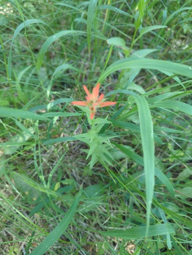 iNaturalist observation photo of giant red paintbrush