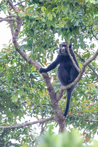 Eastern Putty-nosed Monkey