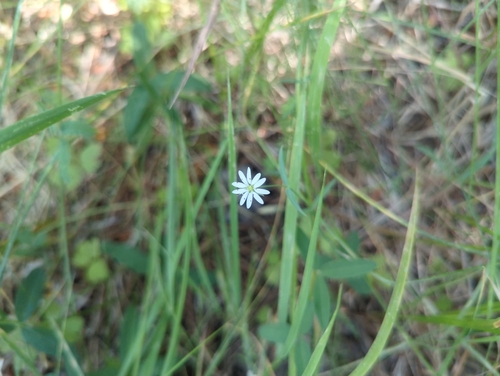 iNaturalist observation photo of Longstalk starwort