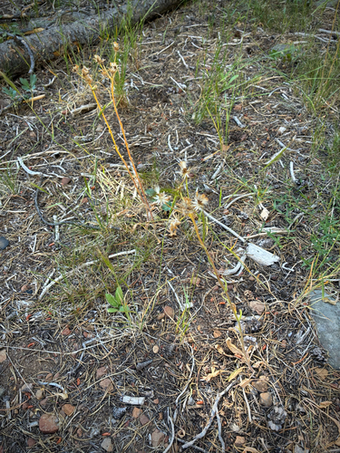 iNaturalist observation photo of Tall western groundsel