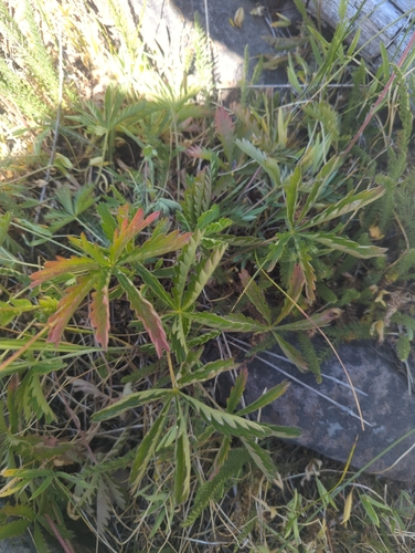 iNaturalist observation photo of slender cinquefoil