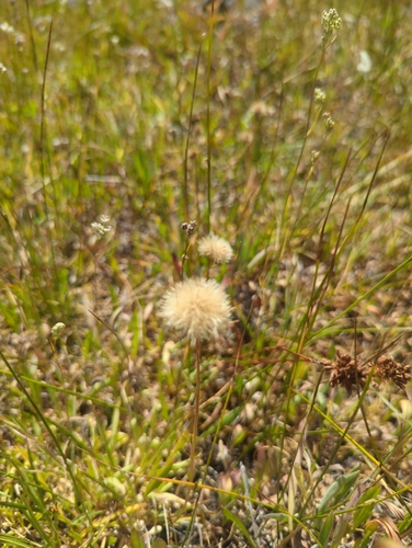 iNaturalist observation photo of Sunflowers, Daisies, Asters, and Allies