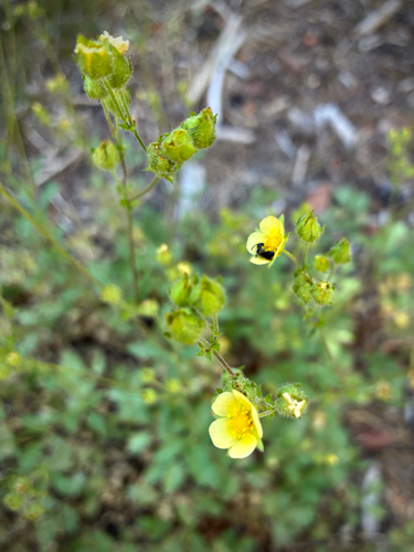 iNaturalist observation photo of woodbeauty