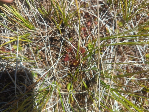 iNaturalist observation photo of Sundews