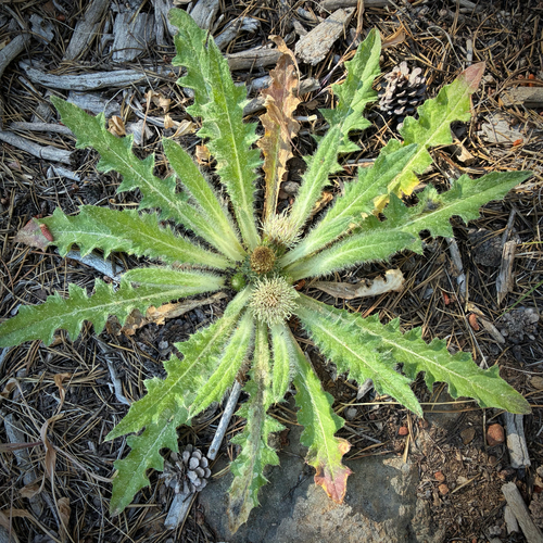 iNaturalist observation photo of Elk Thistle