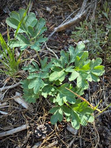 iNaturalist observation photo of Brown's Peony