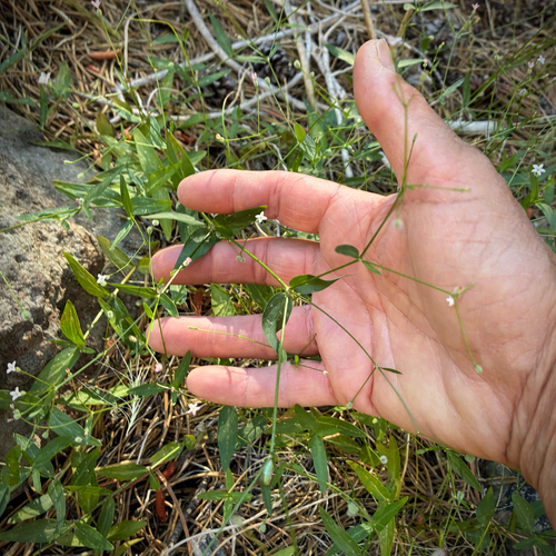 iNaturalist observation photo of milk kelloggia