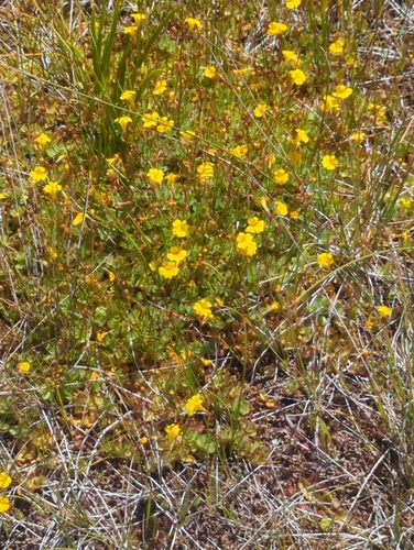 iNaturalist observation photo of primrose monkeyflower